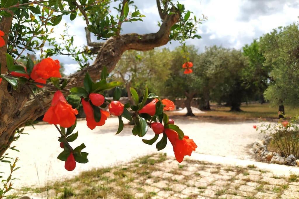 Trullo Mami Villa Putignano Exteriör bild